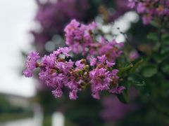 -太湖饭店玉兰厅(自助餐厅)