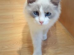-Pets First伊珊娜洗护·精致美容·家庭式寄养(新会路店)