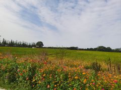 -莲花岛景区