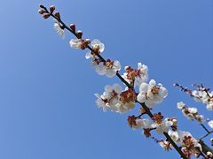 -香雪海