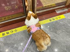 -瑞派宠物医院东莞中心医院·24H转诊·异宠(新河北路院)