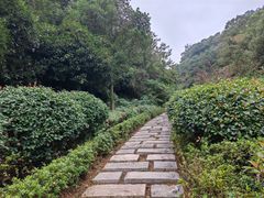 -桃花岭景区