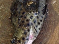 老鼠斑-郑厨私房菜