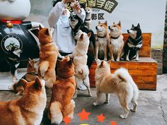 -柴犬高等学院·狗咖·柴犬售卖·宠物训练