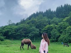 -武陵山森林公园