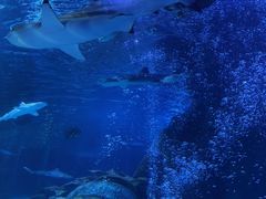 -太平洋海底世界