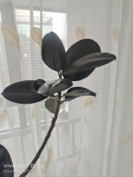 -HEYAN荷妍专业脱毛连锁机构
