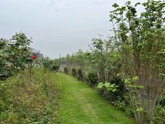 -桤木河湿地公园