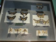 -上海昆虫博物馆