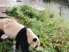 -中国大熊猫保护研究中心雅安碧峰峡基地