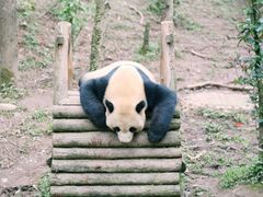 -中国大熊猫保护研究中心雅安碧峰峡基地