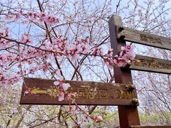 -桃花堤公园