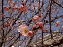 -梅花山(明孝陵内)