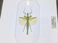 -上海昆虫博物馆