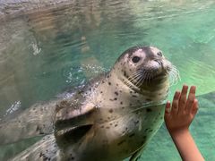 -海合安青岛极地海洋公园