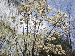 -皇家御河游(紫御湾码头)