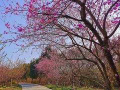 -秀丽东方