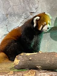 -Zoolung Zoolung动物主题公园(海信广场店)