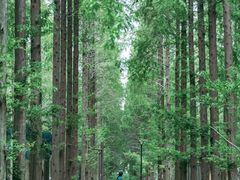 -黄海国家森林公园