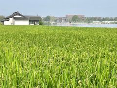 -杭州湾海上花田景区