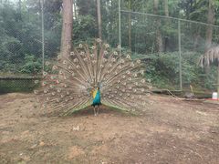 -贵州森林野生动物园