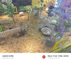 点击看大图 -神奇动物撸宠馆·羊驼·小浣熊·异宠(豫园店)