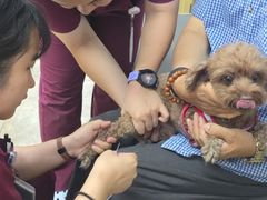 -美联众合动物医院·24h转诊中心