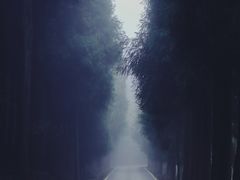 -武陵山森林公园