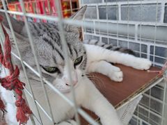 -颐缘居·南翔小笼馆