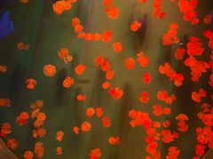 -芜湖新华联大白鲸海洋公园