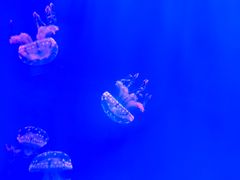 -多彩贵州城极地海洋世界