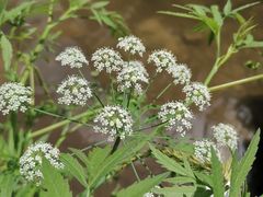 -碓臼峪自然风景区