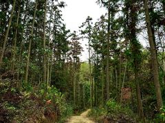 -青龙山国家森林公园
