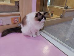 -爪爪喵星球·猫舍(前海卓越店)