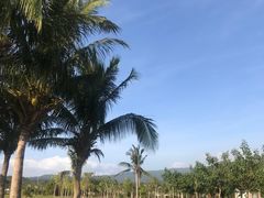 -亚龙湾国际玫瑰谷
