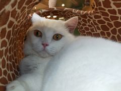 -飞行喵MR PILOT|猫舍·猫咖(静安大融城店)