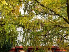 -四川大学(望江校区)