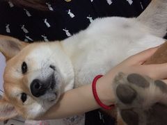 -喜多萌中农锦绣动物医院24H·猫科·牙科MRI·CT