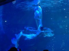-海合安成都极地海洋公园
