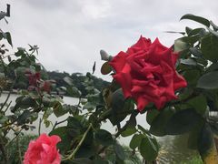 -东莞植物园