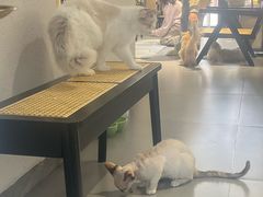 -琪喵猫屋·撸猫猫咖·猫舍