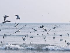 -栈桥景区