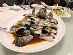 古法蒸老虎斑-利苑酒家(金宝店)