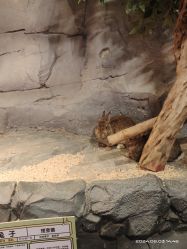 -Zoolung Zoolung动物主题公园(海信广场店)