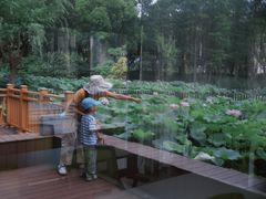 -陈家山荷花公园