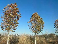 -灵岩山风景区灵岩禅寺