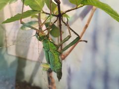 -上海大自然野生昆虫馆(东方明珠·爬宠昆虫探索中心)