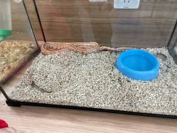 -Moni星球萌宠·小马宝莉·灵蛇·高端高阶全萌宠互动体验俱乐部(红豆国际广场店)