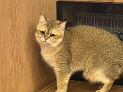 -MOCHA明星猫咖(田子坊店)