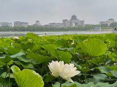 -莲花池公园